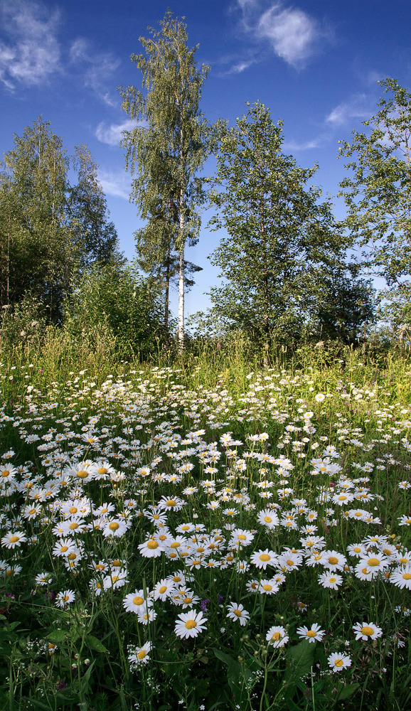 Ответ поэту - Дерягин Иван - ЛЕТО