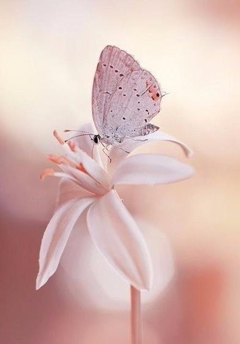 И спешит карандаш по безмолвию белых страниц