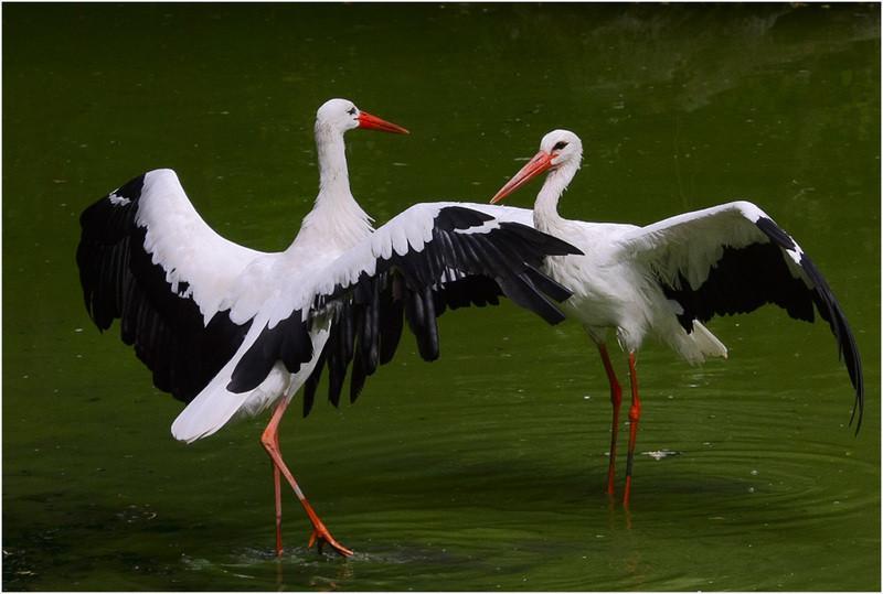 Доверчивый мечтатель мой