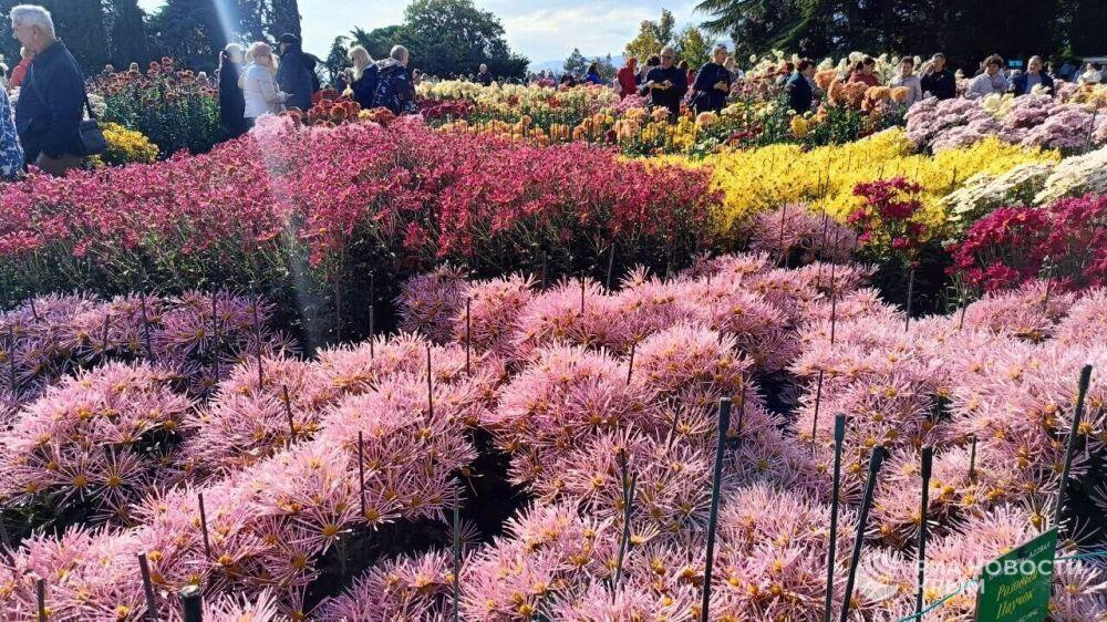 НА БАЛУ ХРИЗАНТЕМ