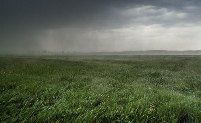 Сорные травы