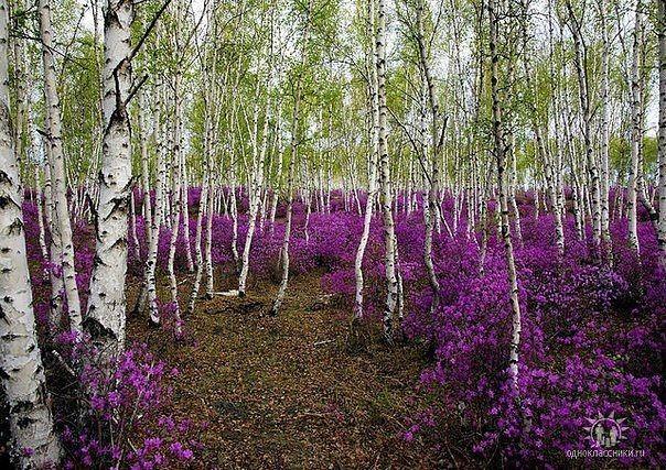 Родом оттуда