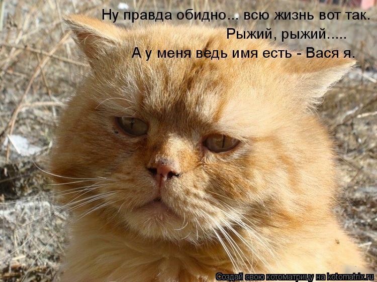 КОТ ВАСЯ