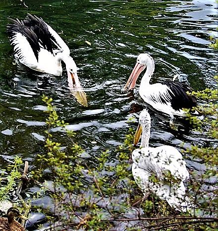 Пеликан - стихи к фотографиям