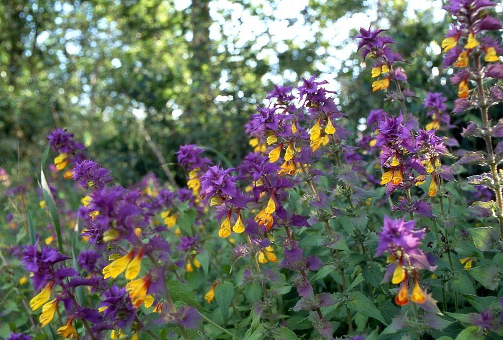 ИВАН-ДА-МАРЬЯ