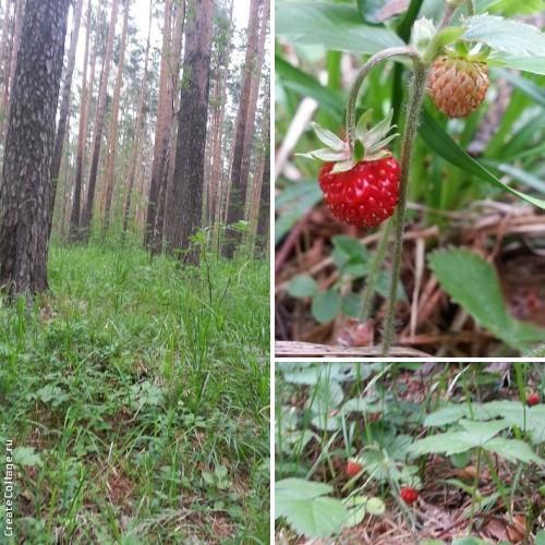 Лесная сказка