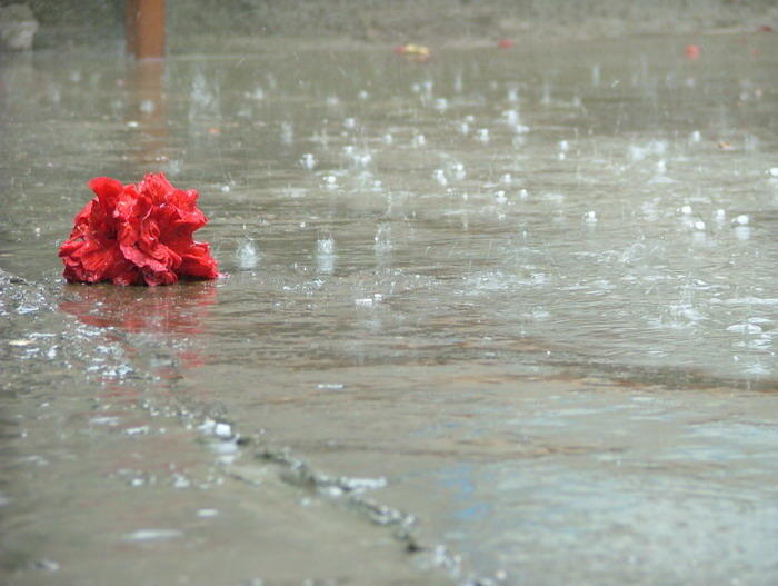 Каплями дождя смывает след. Дождь плачет. Брошенные цветы.