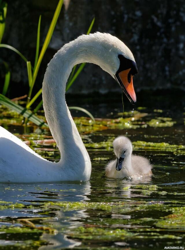 Не стреляйте!