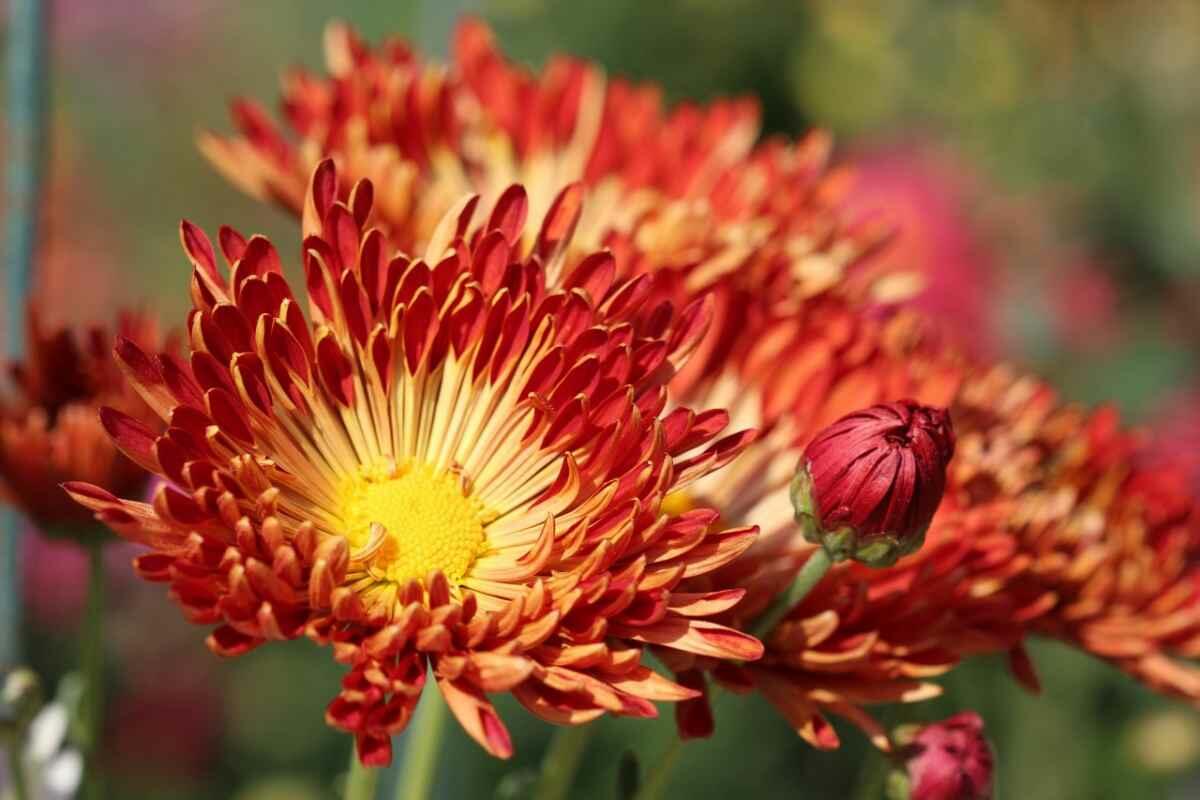 БАЛ "ОСЕННЕЕ ТАНГО" В ЯЛТЕ