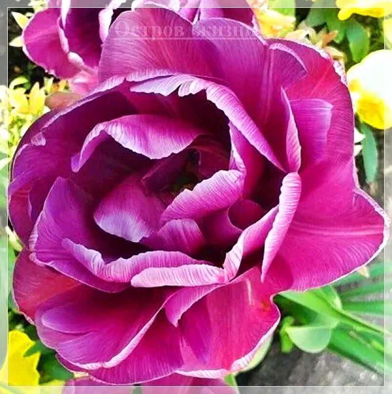 Иная истина. Остров жизни