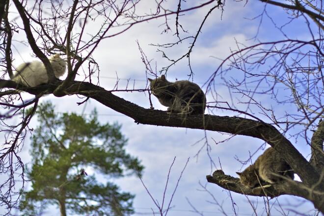 Ароматы весны