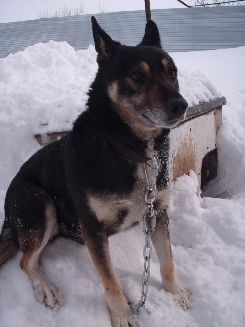 Верный друг