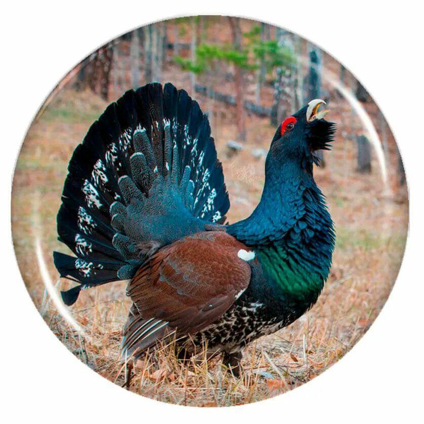 Богатства Пижмы