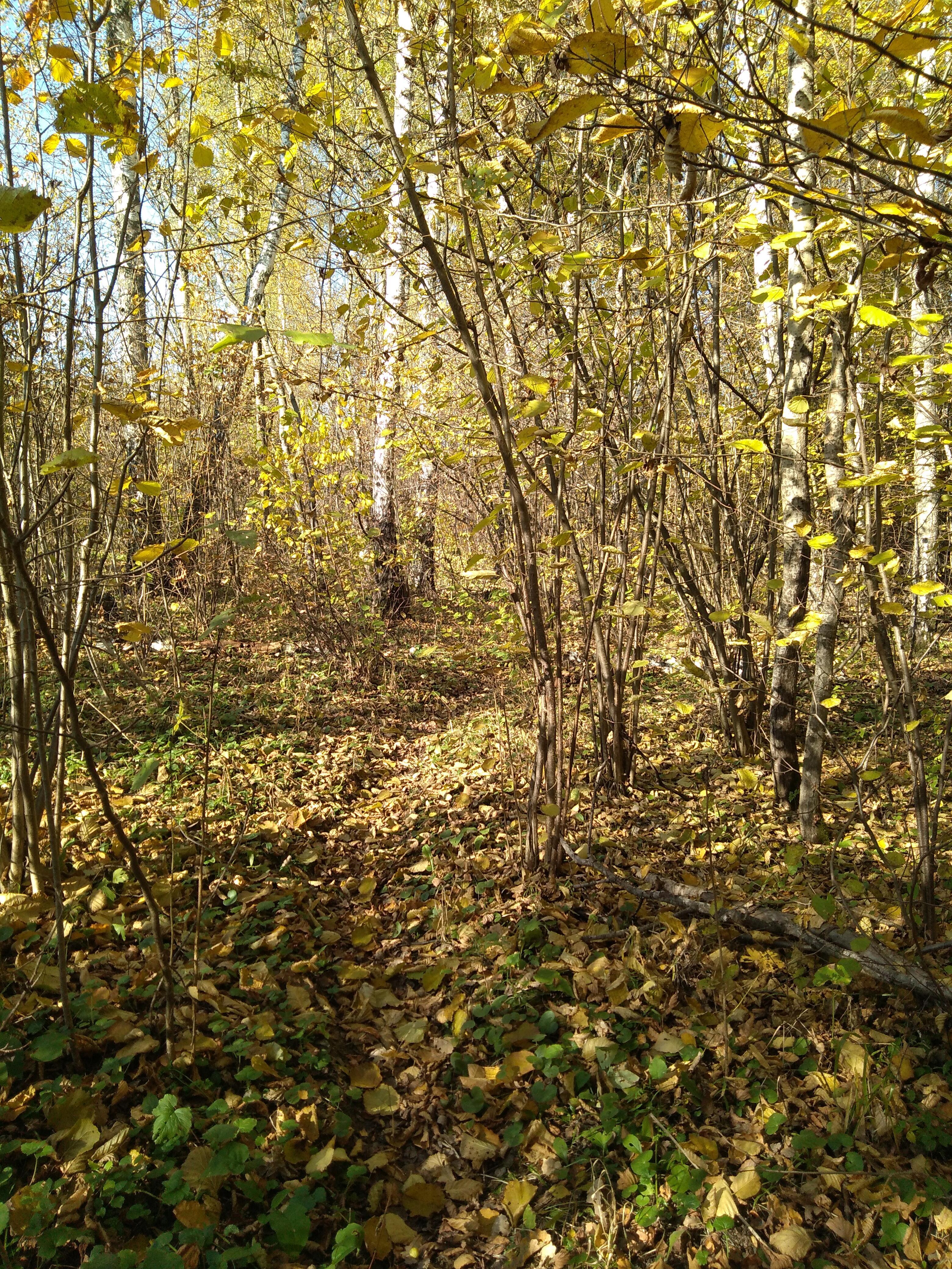 Осенний лист.