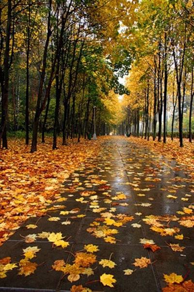 Ах, эта осень - всё некстати...