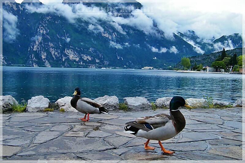 Волшебный мир. Остров жизни