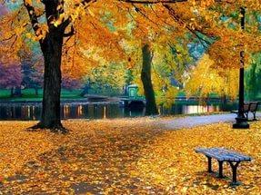 В золотом сегодня наш любимый парк