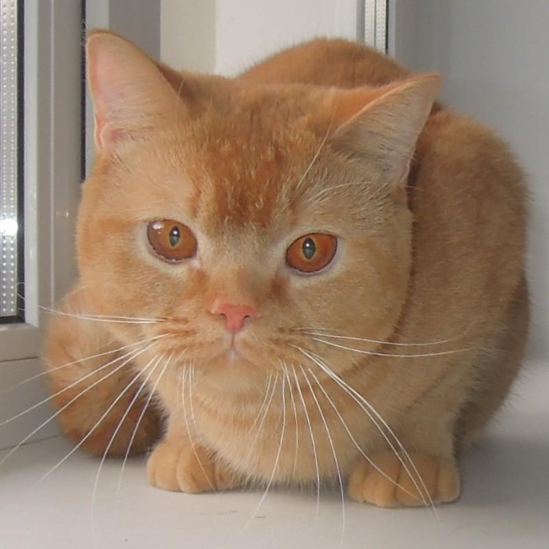 Кошка Крошка