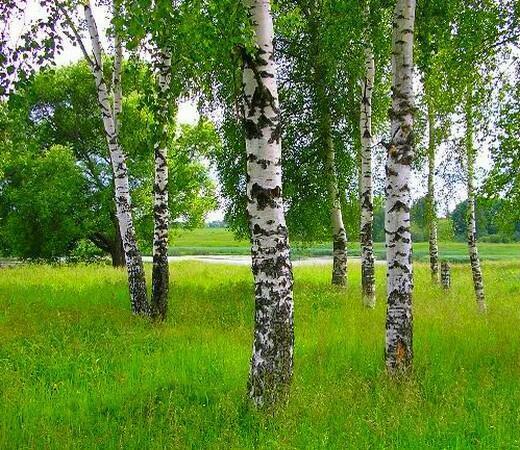 Июньские травы. Берёз милых шелест...