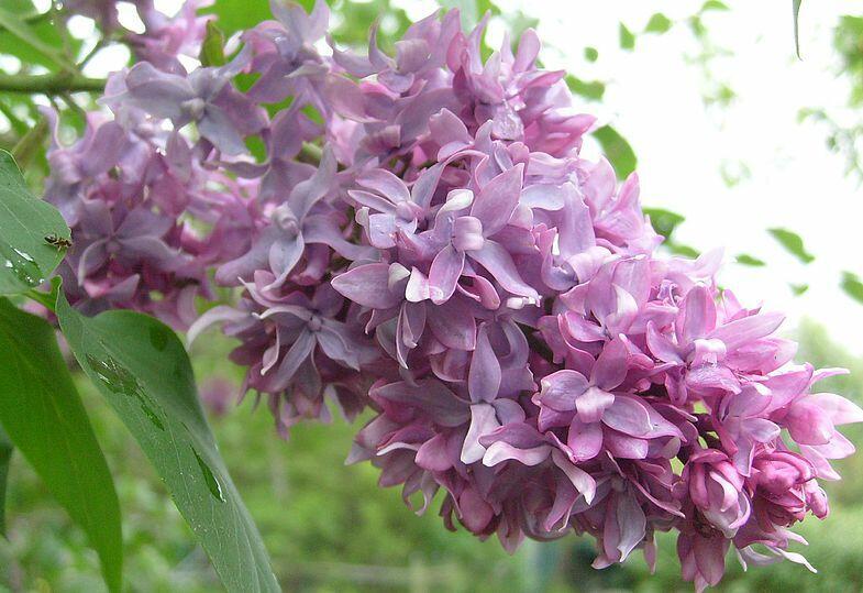 АЖУРНО(танка, конкурсное)