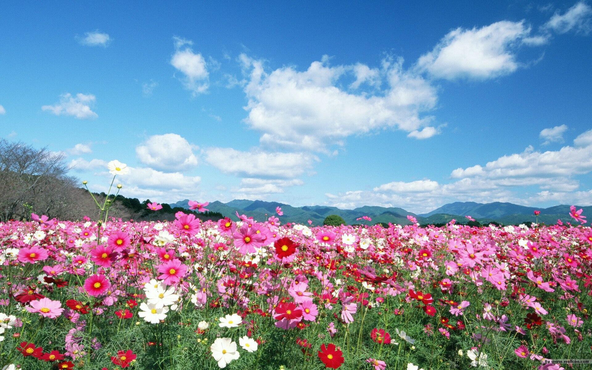 С днем рождения красивые природа. Природа цветы. Цветочное поле. Поляна цветов. Красивая Поляна с цветами.