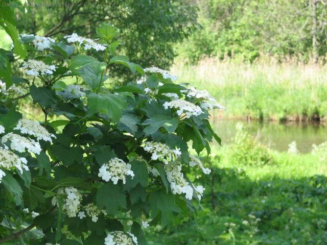 Роняет лепестки в ручей калина...