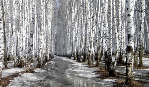 Апрельский лес