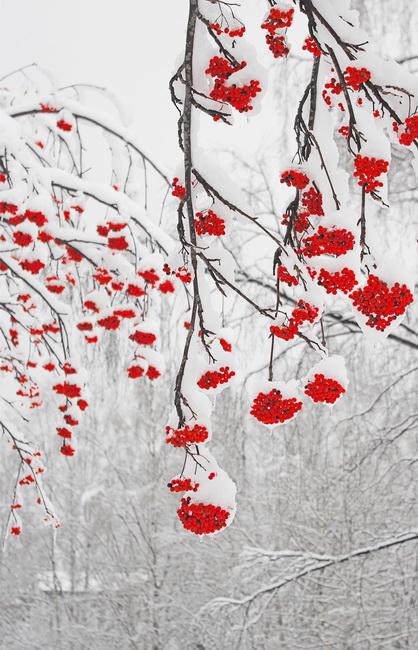 СНЕЖИНОК РЯБИНОВЫЙ СЛЕД