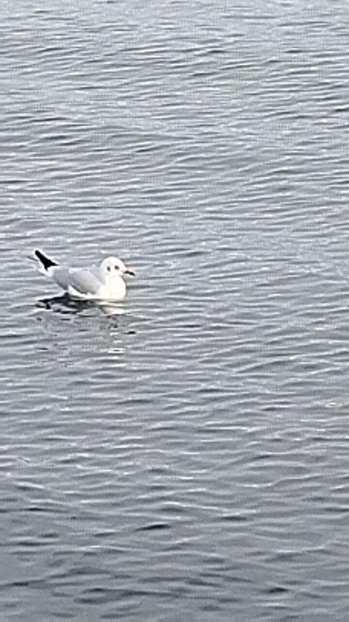 Человек научился летать 