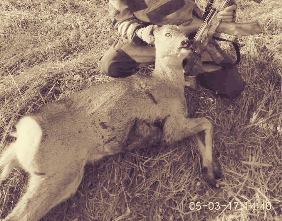 загнанная лань...