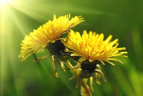 Одуванчики.