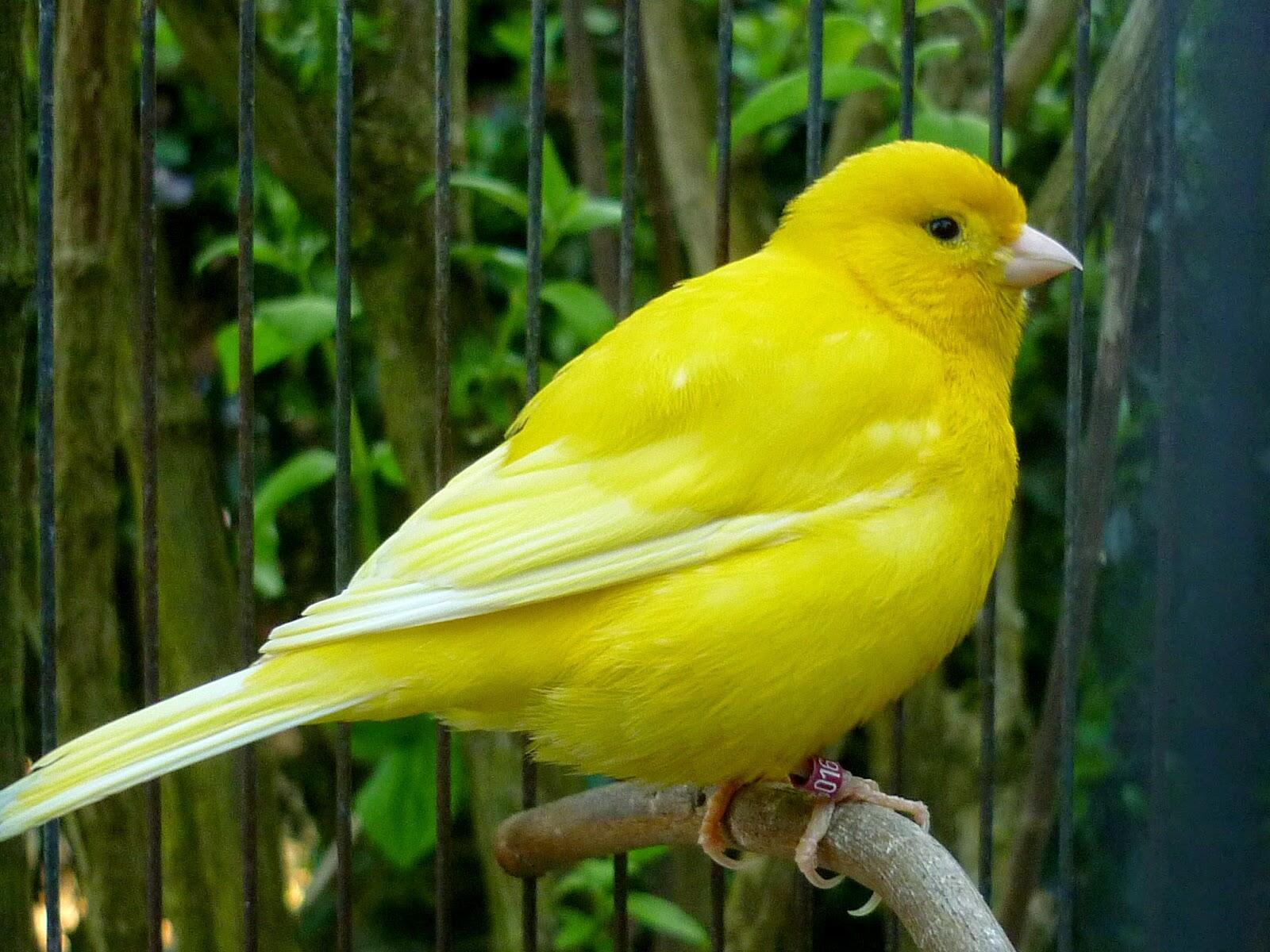 В КЛЕТКЕ ЗОЛОТОЙ