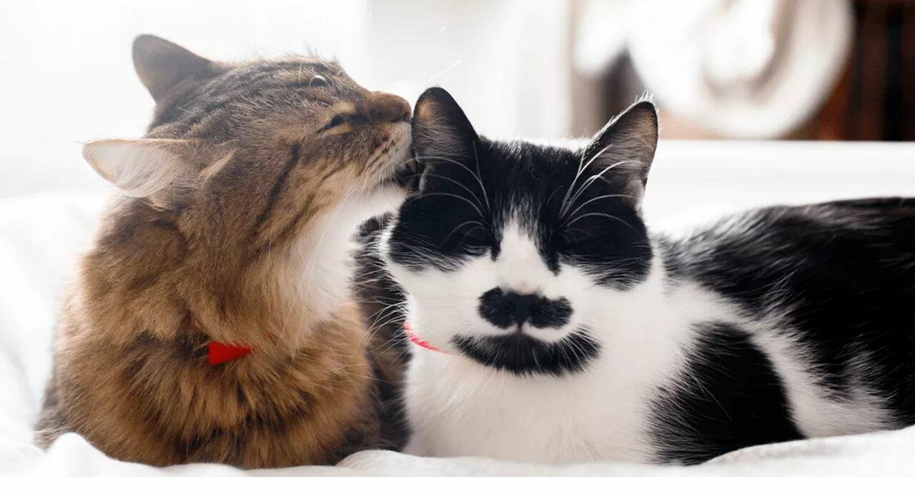 Из жизни кошачьих