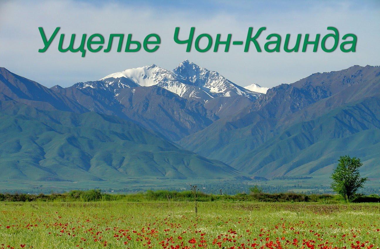 В Киргизии растут берёзы