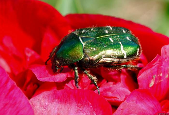 НЕПРОШЕННЫЙ ГОСТЬ (ночному Гостю, который посещет нас без ответа)