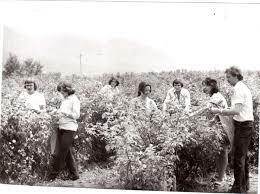 5-24   СЕРДЦЕ В ПЛЕНУ...