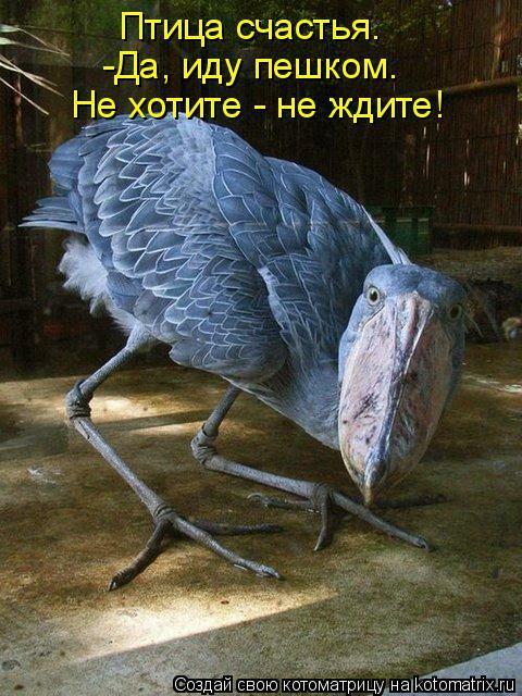 Птица счастья