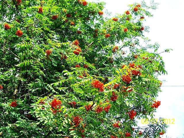 РЯБИНОВЫЙ КРАЙ