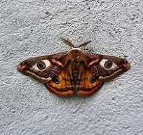 ТЫ МОЙ МАЛЕНЬКИЙ МОТЫЛЁК