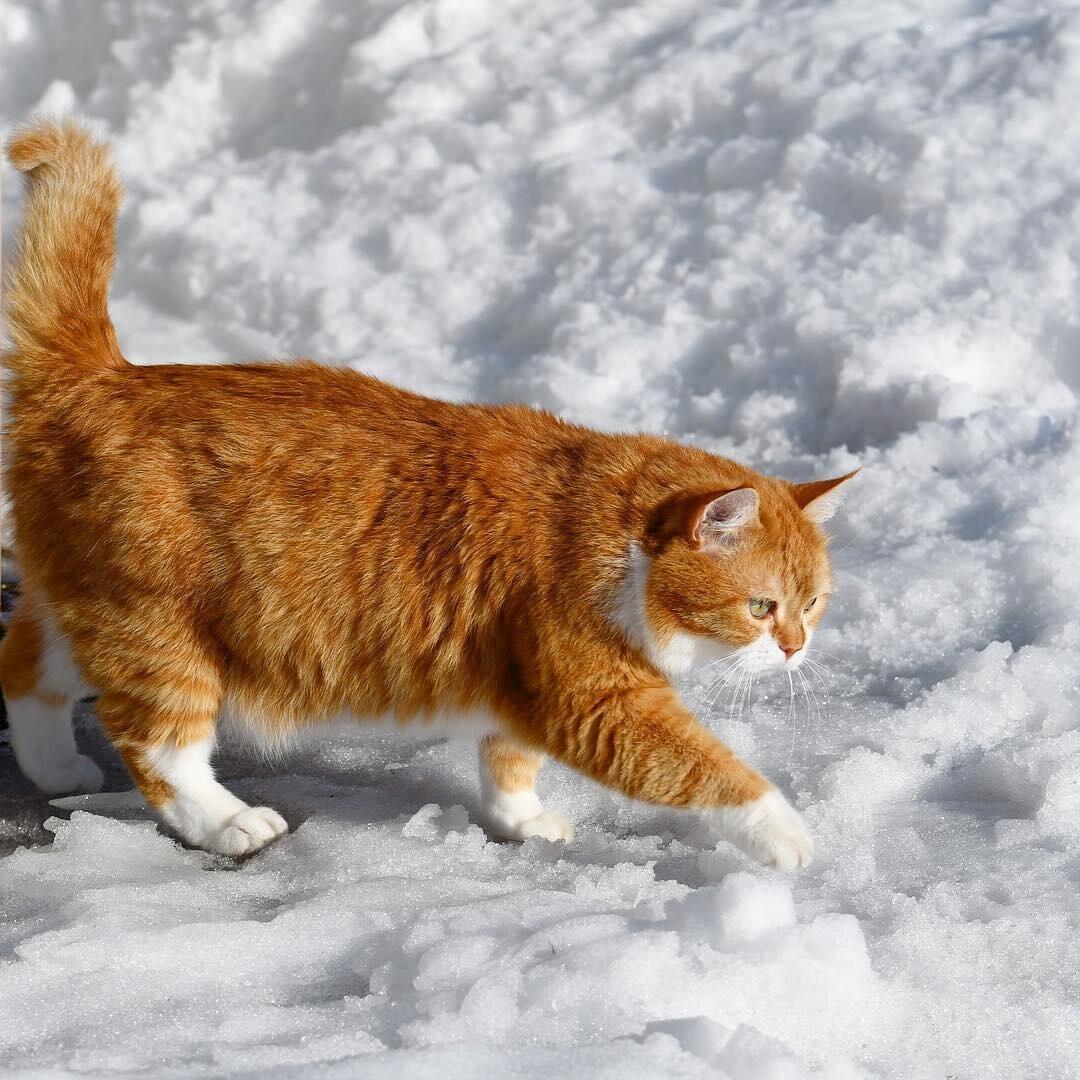 Доброе утро рыжий кот в снегу