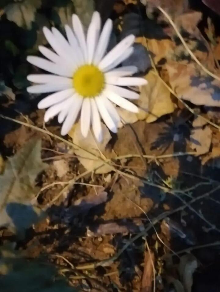 Цветок 