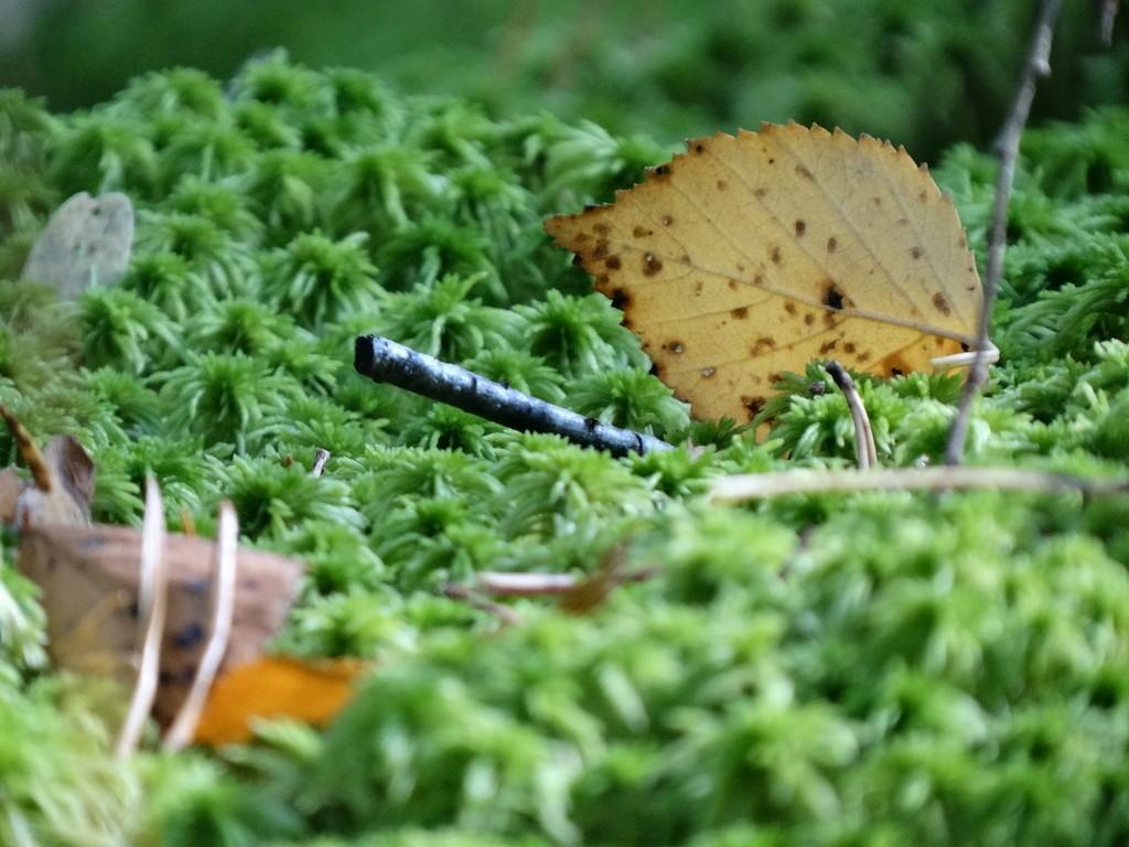 Собираюсь не сам