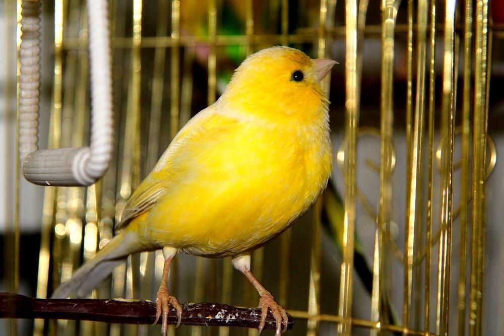 ♫  СЛЫШНА ЛИ ПЕСНЯ В КЛЕТКЕ ЗОЛОТОЙ