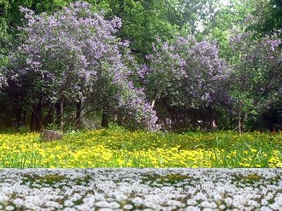 Свадьба в платье одуванчиков