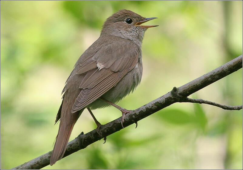 СОЛОВЬИ НА ПЕРЕКЛИЧКЕ