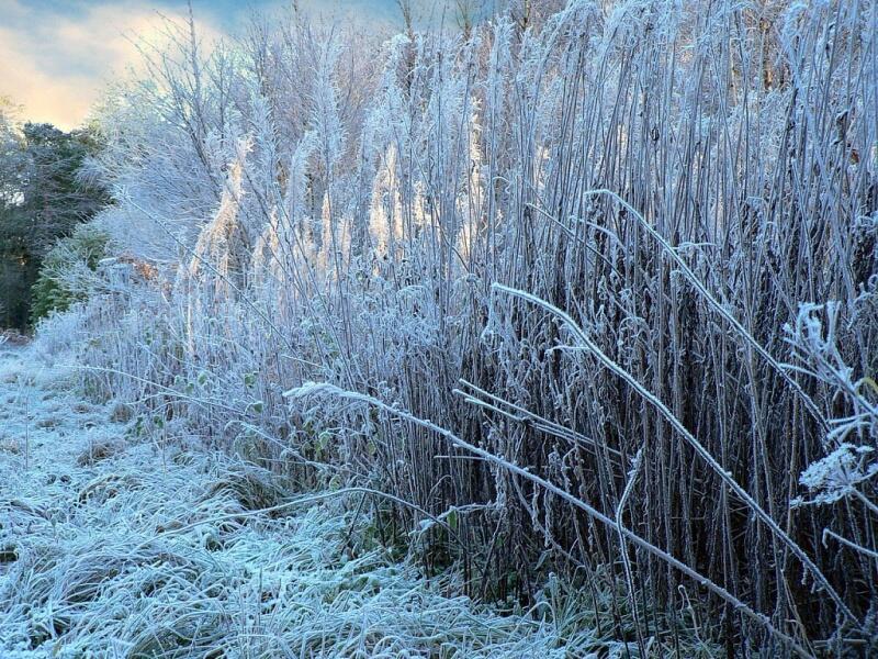 Седой (хокку)...