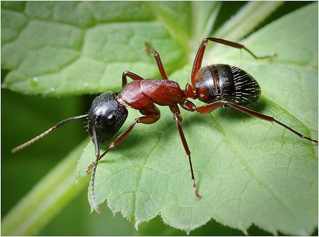 МУРАВЬИ НА АСФАЛЬТЕ