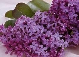 Пока я на свете жива