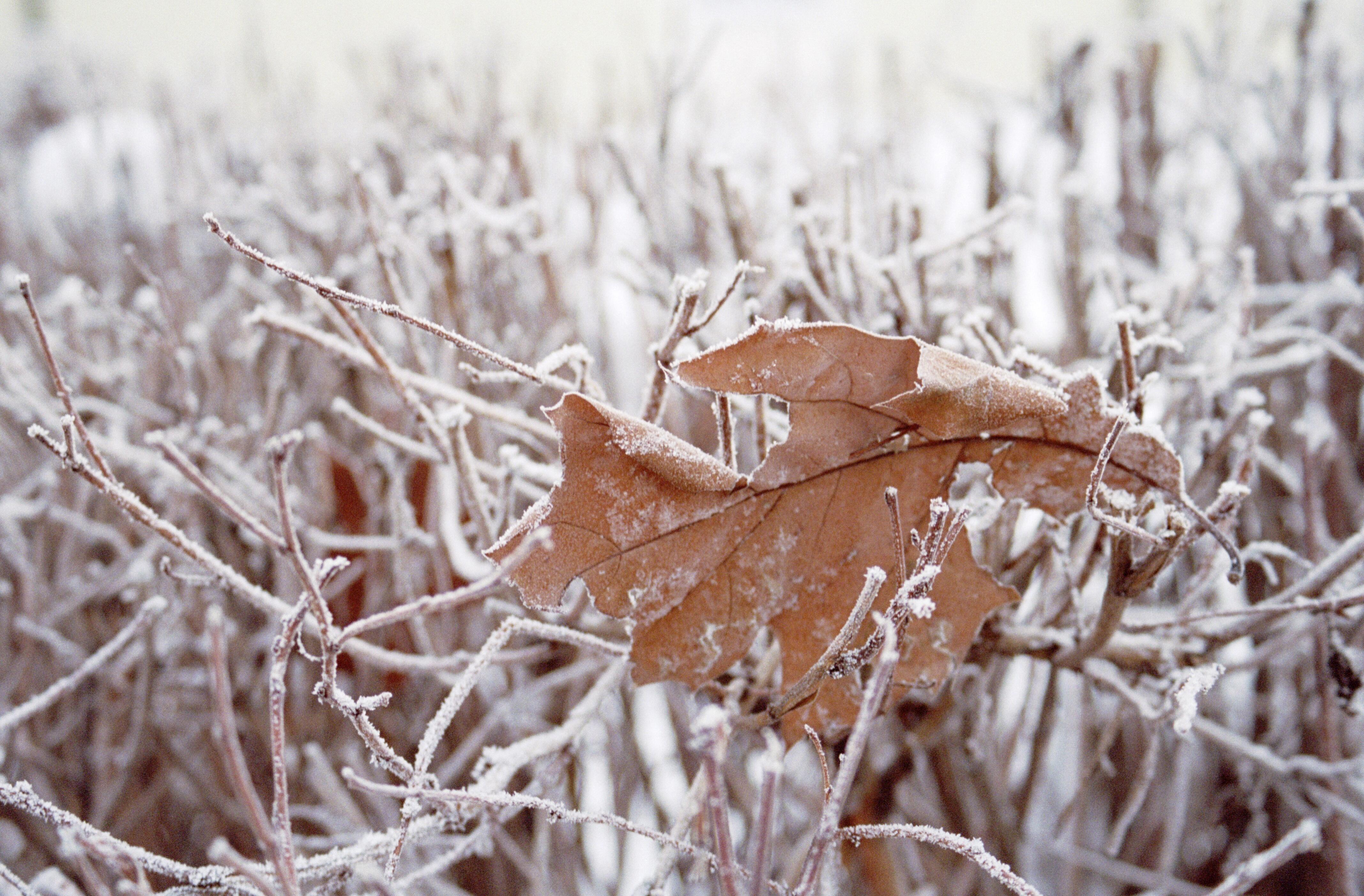 Plants winter. Листья под снегом. Листва под снегом. Заморозки. Сухие растения в снегу.