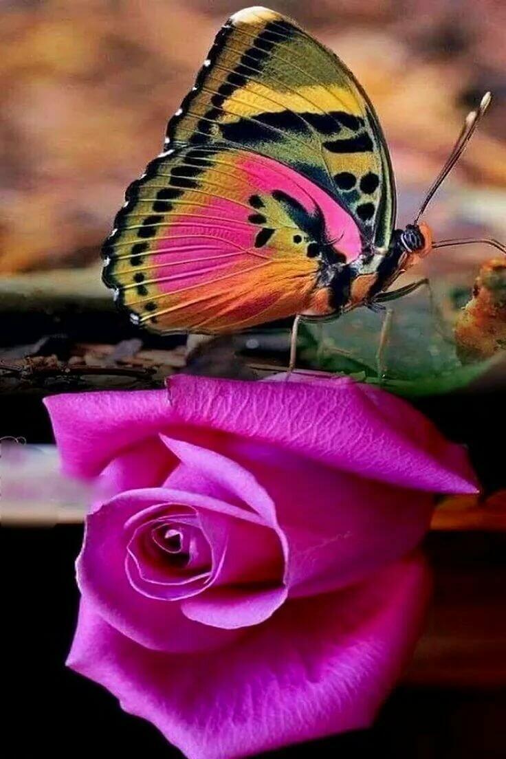 Сонет "Как трели птиц…"